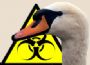 Schw�ne sind besonders anf�llig f�r den Vogelgrippe-Erreger. In den betroffenen Gebieten wurden nun Sperrbezirke errichtet. 
